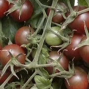 Brown Berry Tomato Seeds