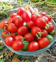 Grappoli D'Inverno Winter Cherry Tomato Seeds