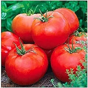 ACE Tomato Seeds