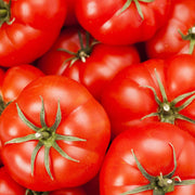 ACE Tomato Seeds