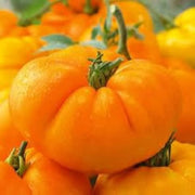 Amana Orange Tomato Seeds