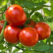 Atkinson Tomato Seeds