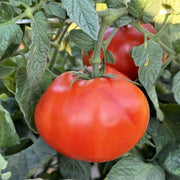 Atkinson Tomato Seeds