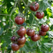 Atomic Tomato Seeds