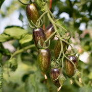 Atomic Grape Tomato Seeds