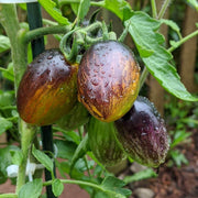 Atomic Grape Tomato Seeds