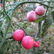Baby Pink Tomato Seeds