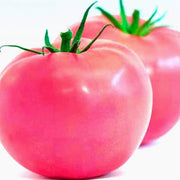 Baby Pink Tomato Seeds