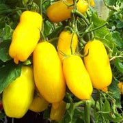 Banana Tomato Seeds