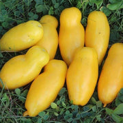 Banana Legs Tomato Seeds