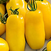 Yellow Banana Tomato Seeds