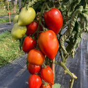 Big Mama Tomato Seeds