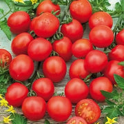 Big Mama Tomato Seeds