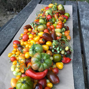Big Mixed Tomato Seeds