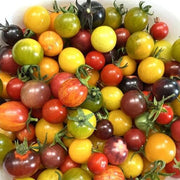 Big Mixed Tomato Seeds