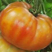 Big Orange Tomato Seeds