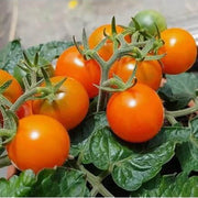 Birdie Rouge Tomato Seeds