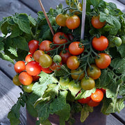 Birdie Rouge Red Cherry Tomato Seeds