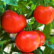 Birdie Rouge Tomato Seeds
