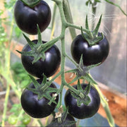 Black Tomato Seeds