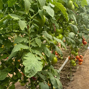 Black Green Tomato Seeds