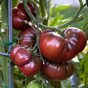 Black Krim Tomato Seeds