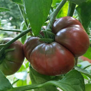 Black Krim Tomato Seeds