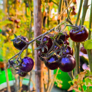 Blue Berries Tomato Seeds