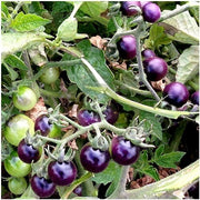 Blue Berries Tomato Seeds