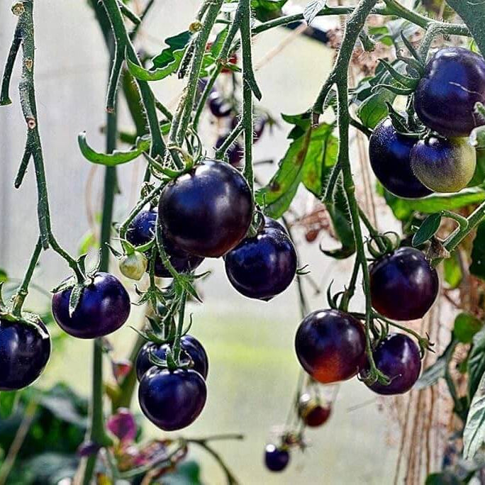 Blue Indigo Rose Tomato Seeds