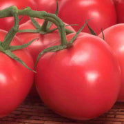 Box Car Willie Tomato Seeds