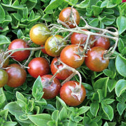 Brown Berry Tomato Seeds