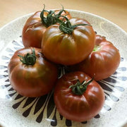 Brown Giant Tomato Seeds