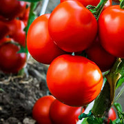 Campari Tomato Seeds