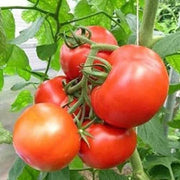 Campbell's Soup Tomato Seeds