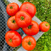 Campbell's Soup Tomato Seeds