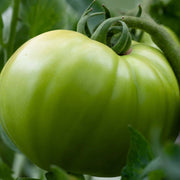 Green Cherokee Tomato Seeds