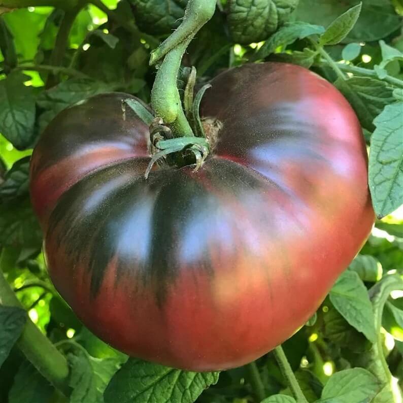 Cherokee Tomato Seeds