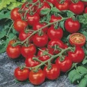 Cherry Tomato Seeds