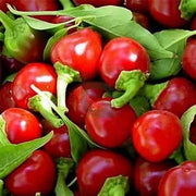 Chili Tomato Seeds