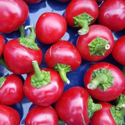 Chili Tomato Seeds