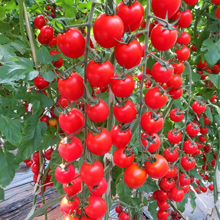 Climbing Waterfall Tomato Seeds