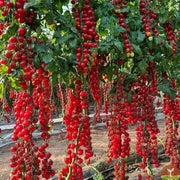 Climbing Waterfall Tomato Seeds