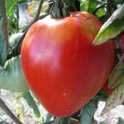 Coeur de Boeuf Rose Tomato Seeds