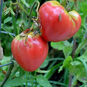 Coeur de Boeuf Rose Tomato Seeds