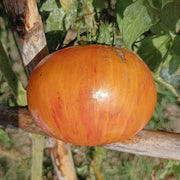 Copia Tomato Seeds