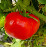 Cosmonaut Volkov Tomato Seeds
