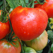 Cosmonaut Volkov Tomato Seeds