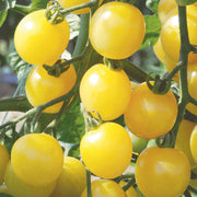 Coyote Tomato Seeds