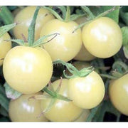 Coyote Tomato Seeds
